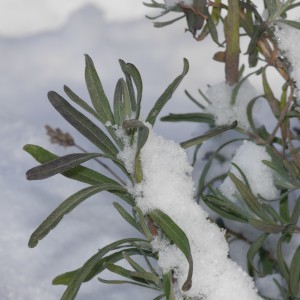 lavendel-winterhart