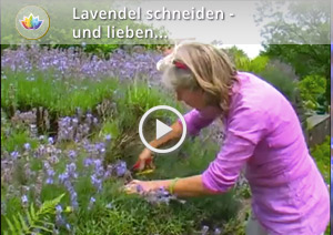 Lavendel Wie Kurz Schneiden Dr Schweikart Verlag